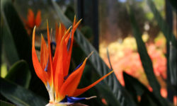 Botanical gardens of the Emmanuel Liais Park in Cherbourg