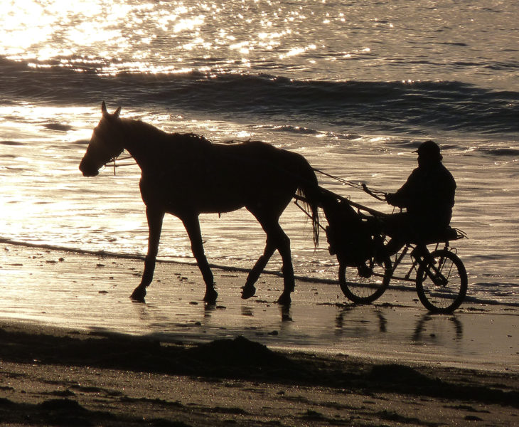 Horse riding: on the beach, along the paths of the groves or in a club, discover the Cotentin on horseback.