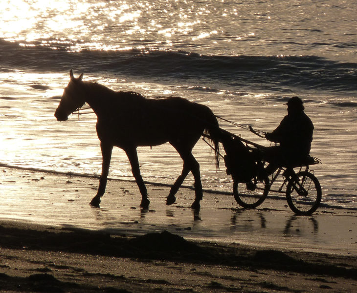 Découvrez le Cotentin à Cheval !