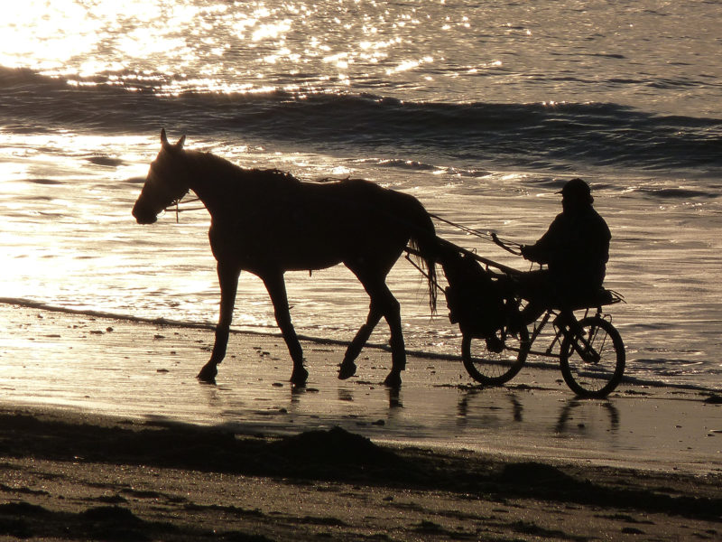 Horse riding: on the beach, along the paths of the groves or in a club, discover the Cotentin on horseback.