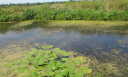 The Natural Parc of the Cotentin Marshlands