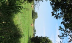 The Natural Parc of the Cotentin Marshlands