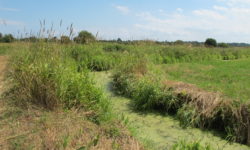 Parc naturel régional des Marais du Cotentin et du Bessin