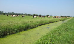 Parc naturel régional des Marais du Cotentin et du Bessin