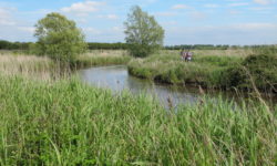 The Natural Parc of the Cotentin Marshlands