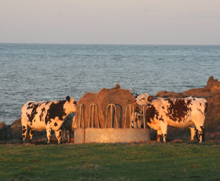 Lait, crème, beurre… Pour régaler vos papilles !