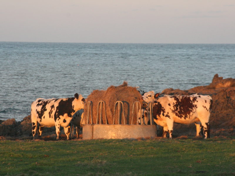 Lait, crème, beurre… Pour régaler vos papilles !