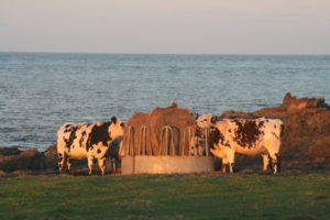 la hague vache