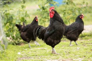 manoir du parc - poule - ferme pédagogique à visiter Cotentin