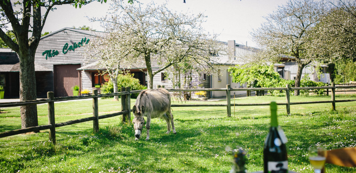 Cidrerie Théo Capelle - théo capelle produits visite de la ferme Cidre Cotentin Tourisme – sélection des meilleures adresses du terroir