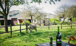 The Cider Company Theo Capelle