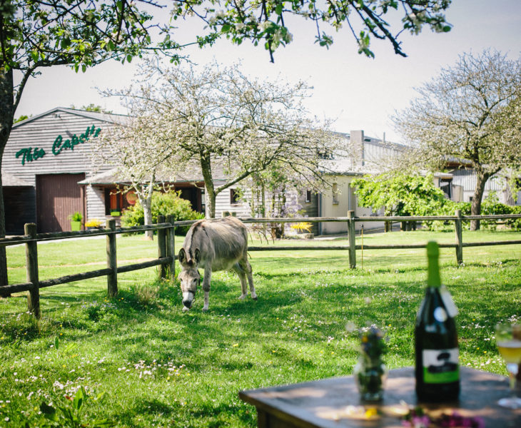 Top adresses pour une escapade gourmande autour du cidre dans le Cotentin