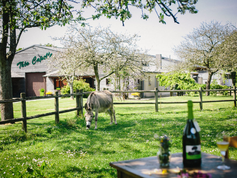 The Cider Company Theo Capelle