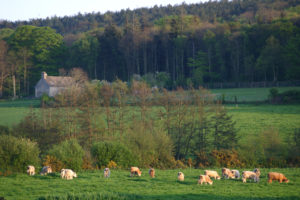 Le Val de Saire et ses paysages de bocage normand - vaches - Cotentin - Manche -Normandie