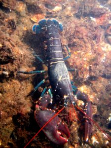 Homard Bleu @Wikipedia