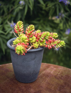 poterie-au-gres-du-temps-cotentin-pot-plantes-jardin