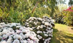 Jardin botanique de Vauville