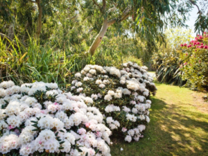 Jardin botanique de Vauville Cotentin Tourisme jardin remarquable Normandie @jardin botanique de Vauville