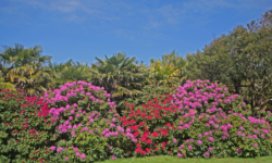 Jardin botanique de Vauville