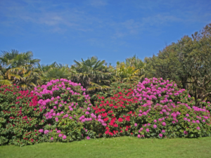 Jardin botanique de Vauville Cotentin Tourisme jardin remarquable Normandie Eric Pellerin @jardin botanique de Vauville