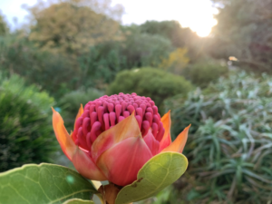 Jardin botanique de Vauville Cotentin Tourisme jardin remarquable fleurs et plantes tropicales Chateau de Vauville Normandie @jardin botanique de Vauville