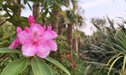 Jardin botanique de Vauville