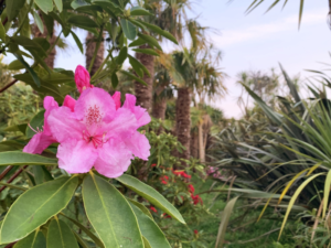 Jardin botanique de Vauville Cotentin Tourisme jardin remarquable plantes tropicales palmeraies Chateau de Vauville Normandie @jardin botanique de Vauville
